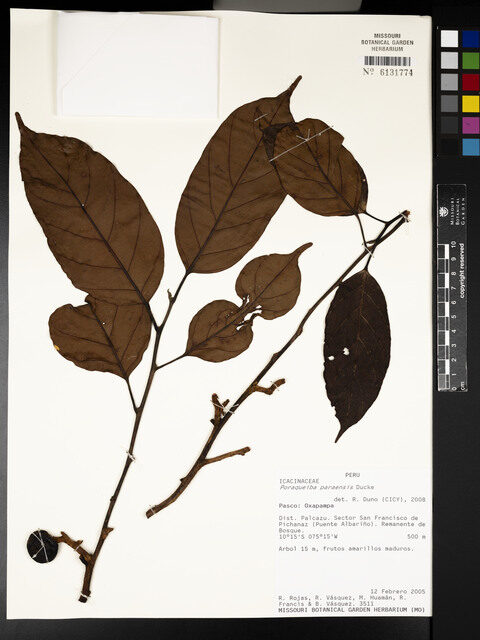 Poraqueiba paraensis