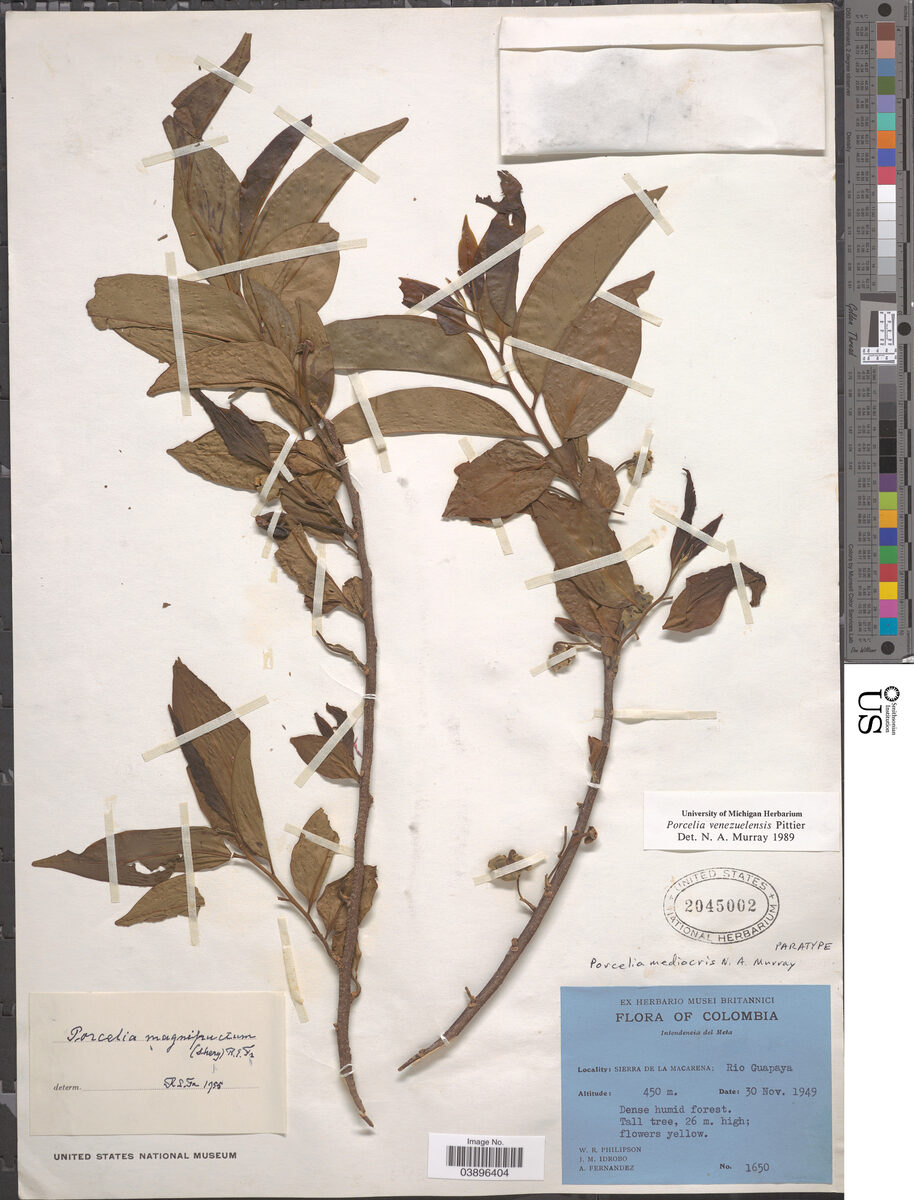 Porcelia mediocris (Middling porcelia) — photo
