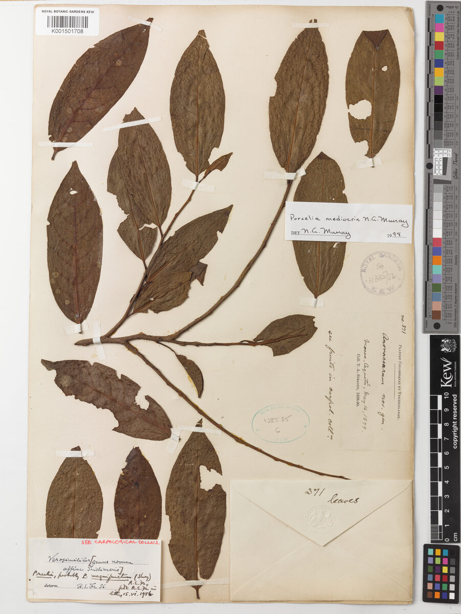 Porcelia mediocris (Middling porcelia) — photo