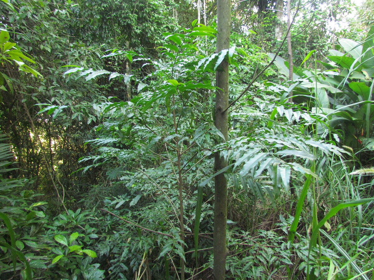 Porcelia sp. aff macrocarpa