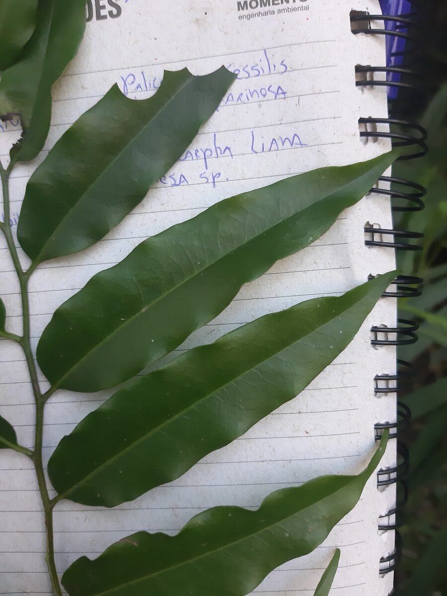 Porcelia sp. aff macrocarpa (Pixiricum oval) — photo