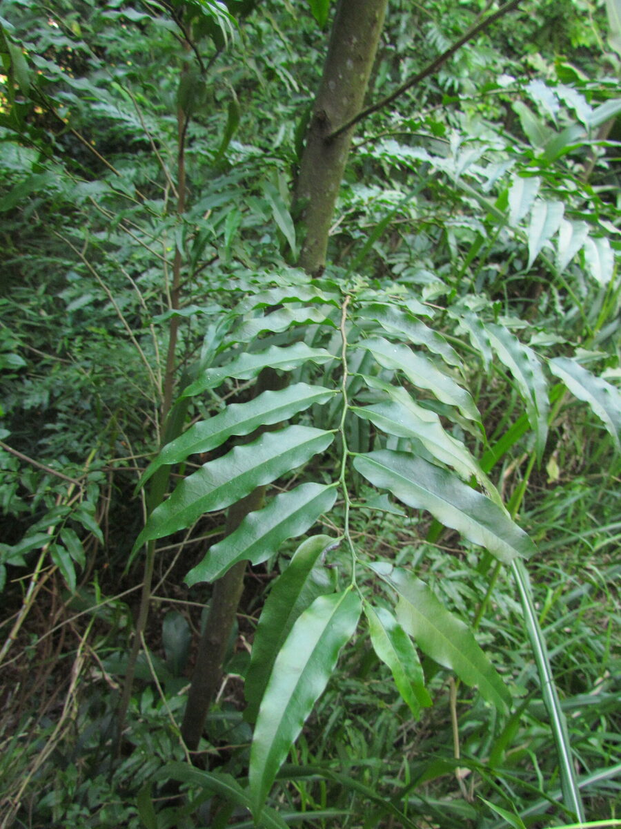 Porcelia sp. aff macrocarpa (Pixiricum oval) — photo