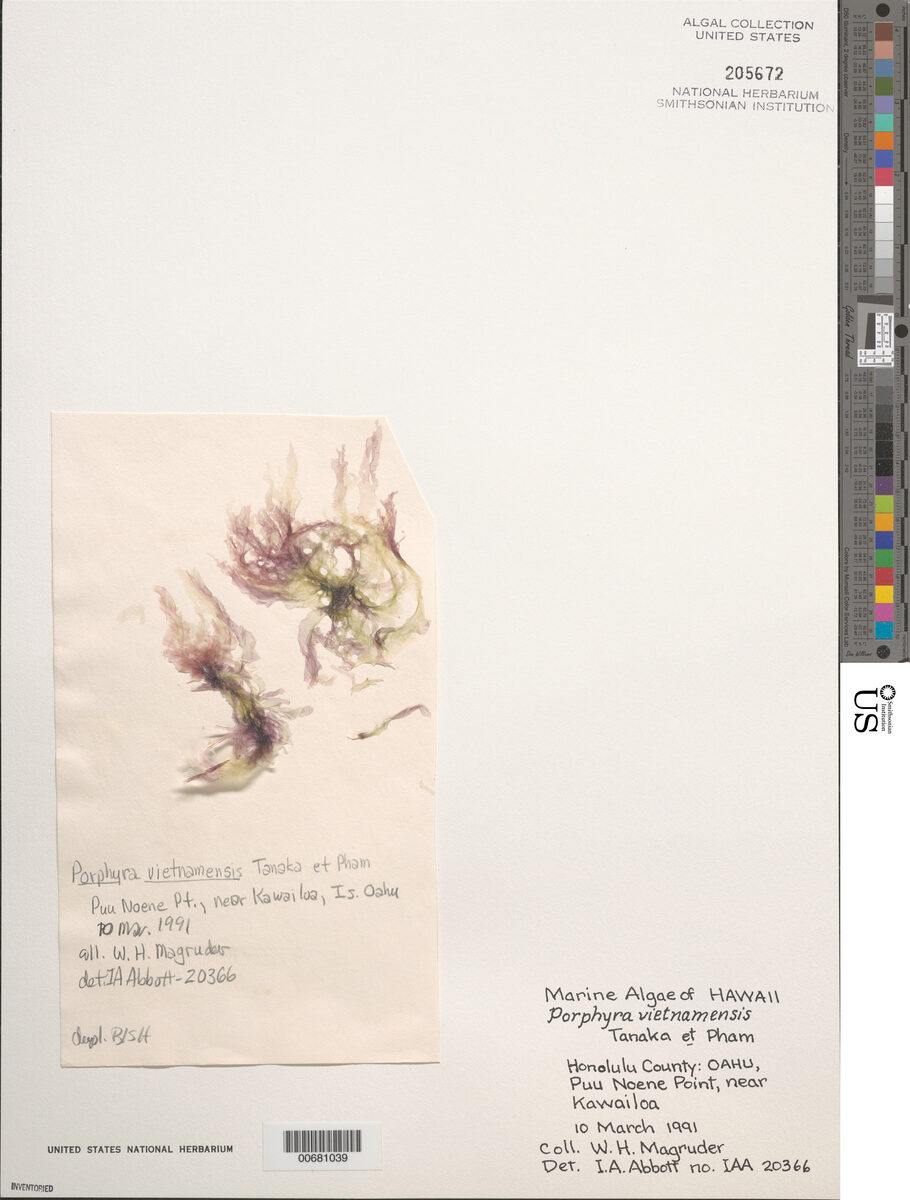 Porphyra vietnamensis — photo