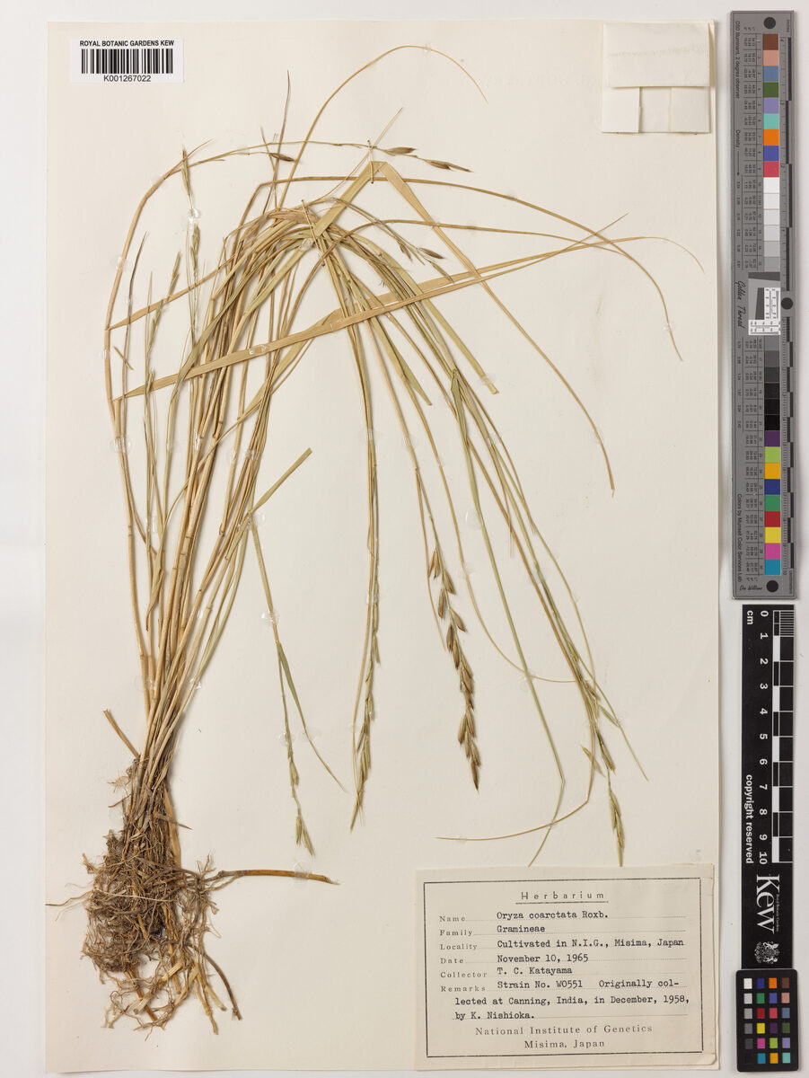 Porteresia coarctata (Wild rice) — photo