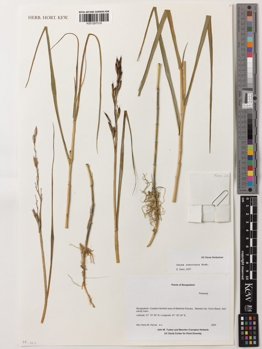 Porteresia coarctata