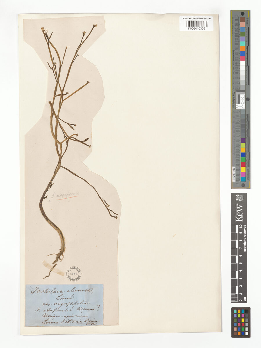 Portulaca napiformis — photo