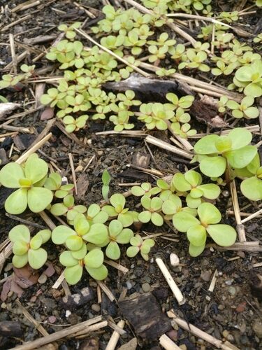 Portulaca oleracea sativa