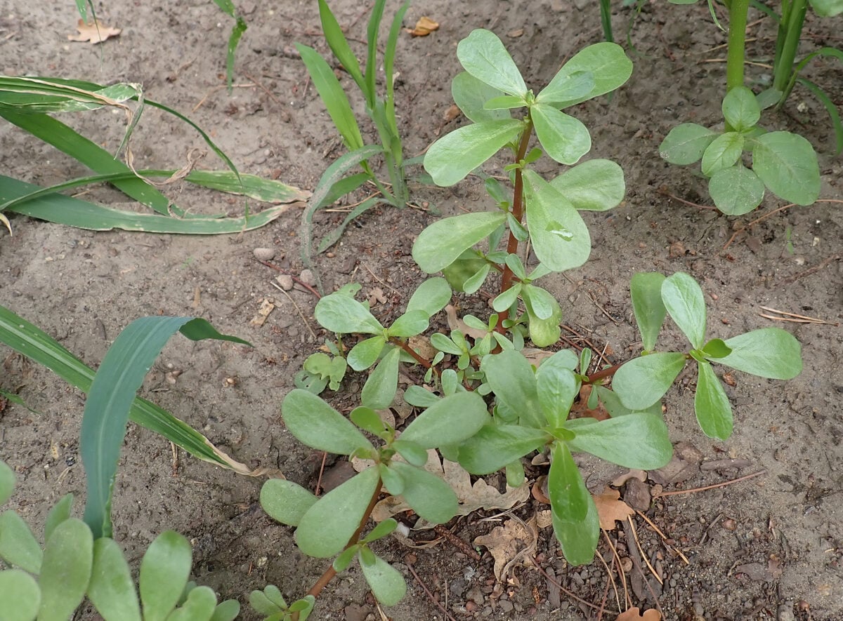 Portulaca oleracea var. sativa (Purslane or Golden purslane) — photo
