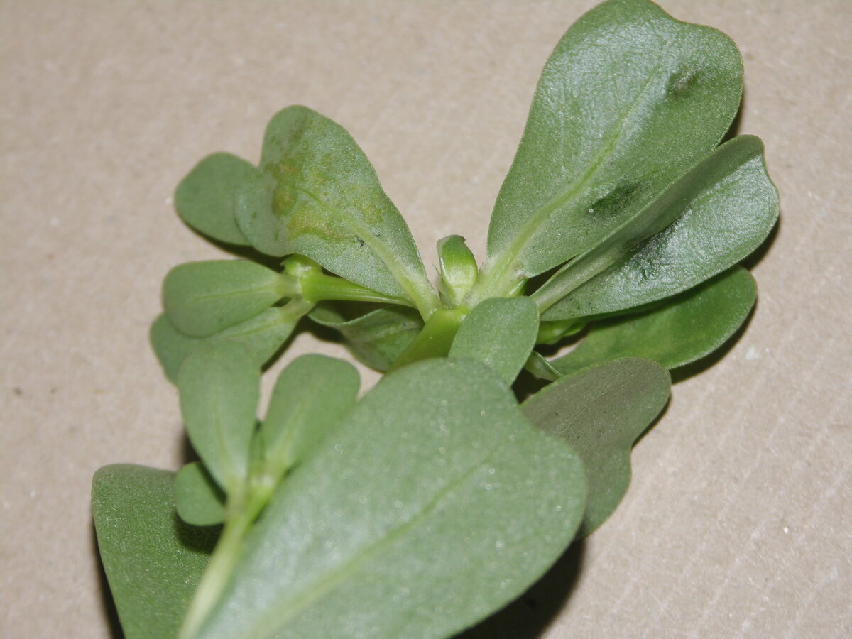 Portulaca oleracea var. sativa (Purslane or Golden purslane) — photo
