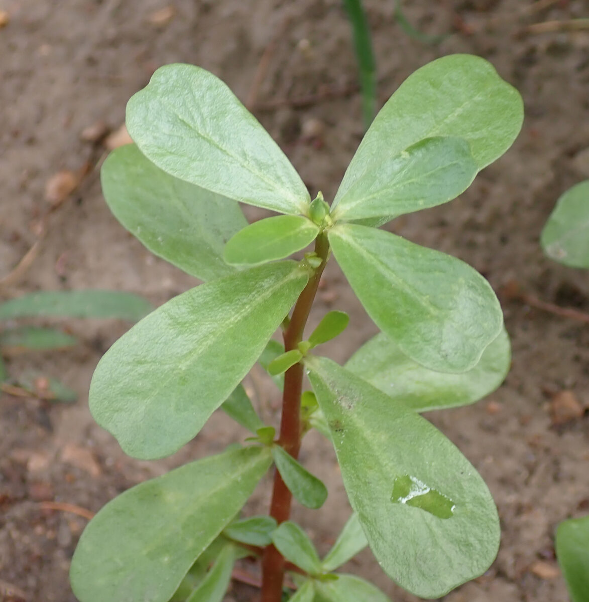Portulaca oleracea var. sativa