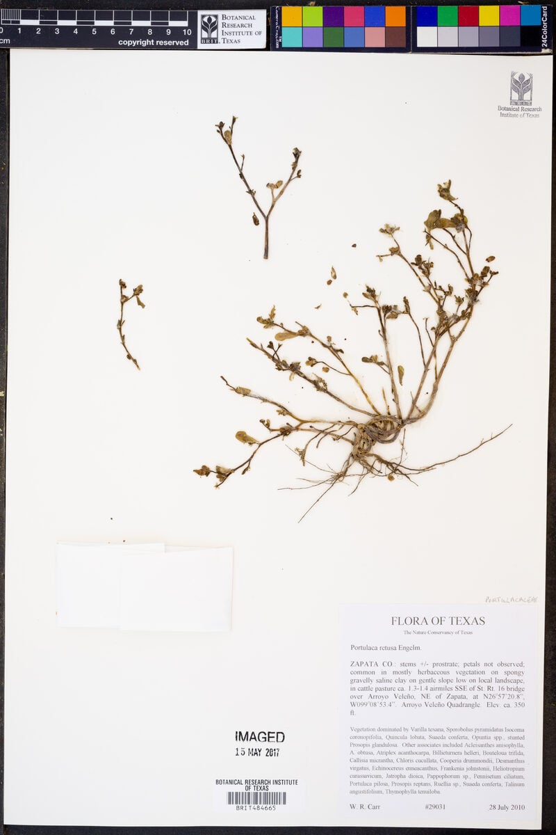Portulaca retusa (Little hogweed) — photo