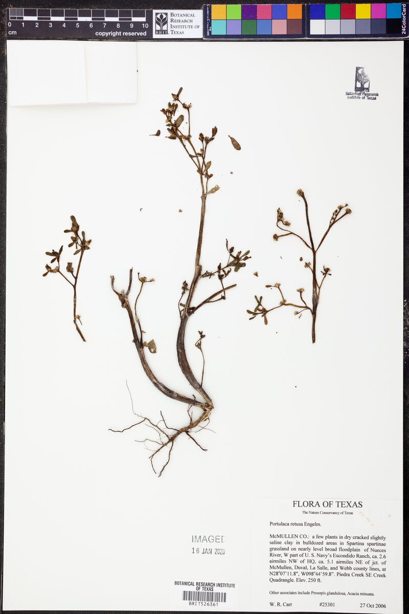 Portulaca retusa (Little hogweed) — photo