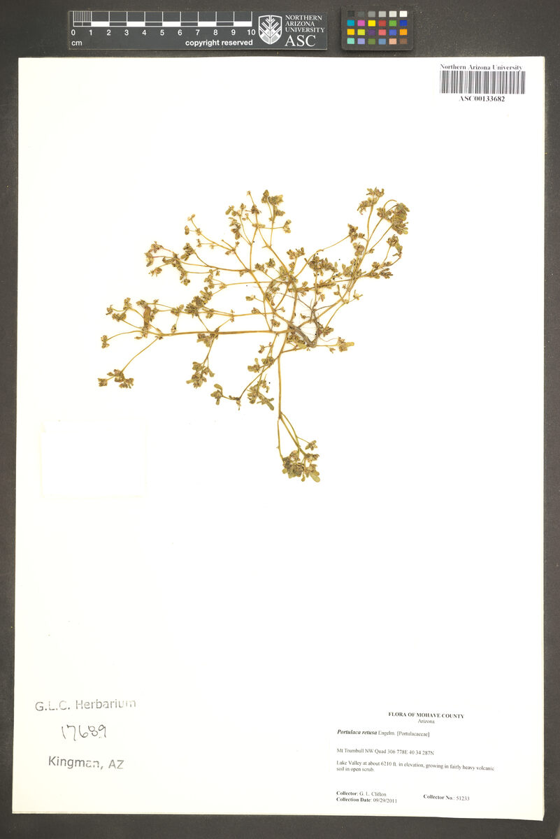 Portulaca retusa