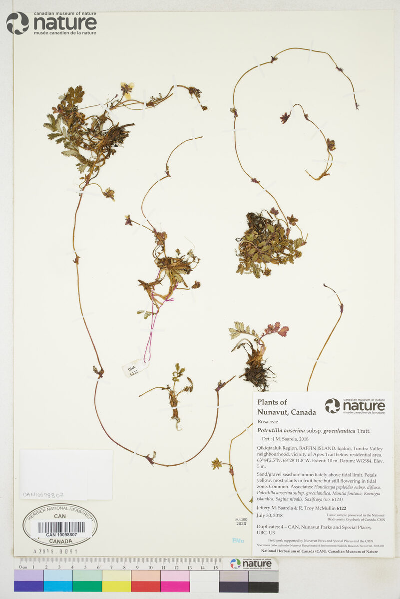 Potentilla anserina subsp. groenlandica (Pacific silverweed) — photo