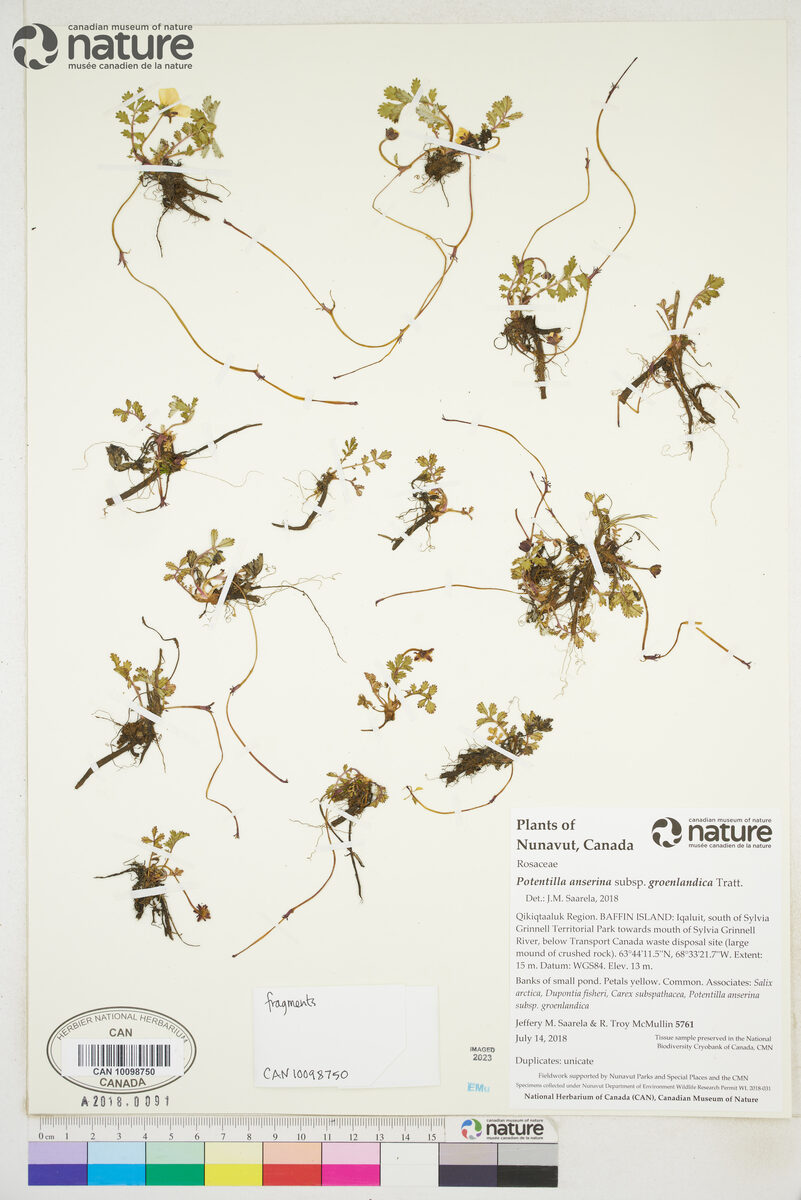 Potentilla anserina subsp. groenlandica (Pacific silverweed) — photo