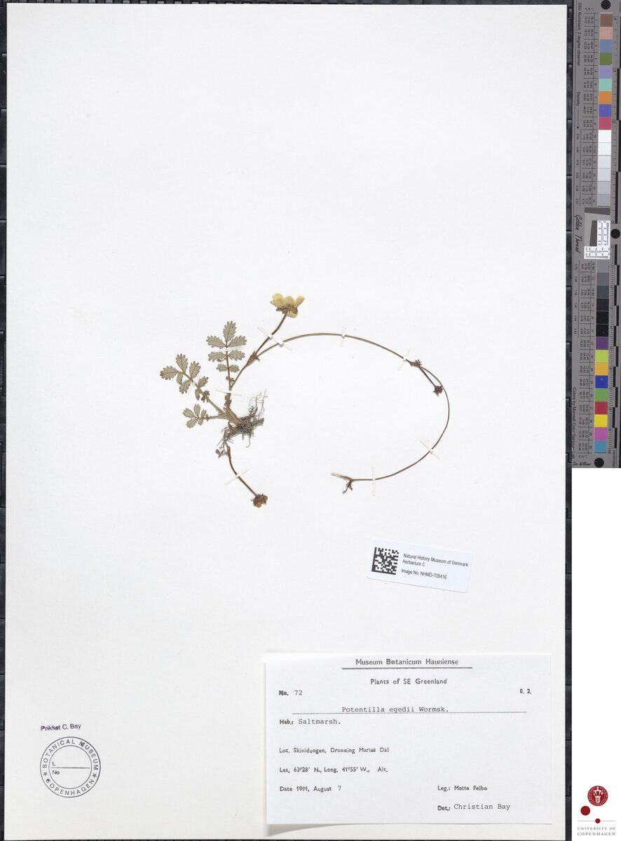 Potentilla egedei (Pacific Silverweed) — photo
