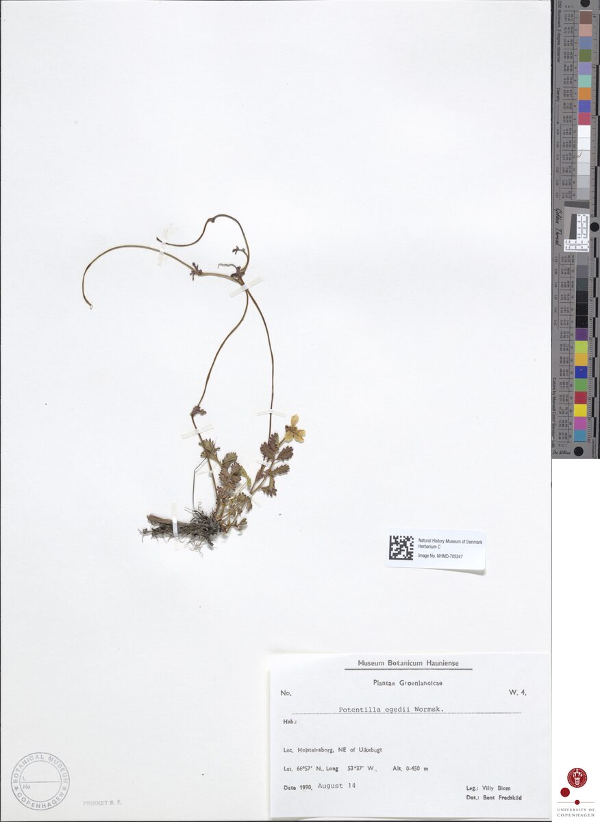 Potentilla egedei (Pacific Silverweed) — photo