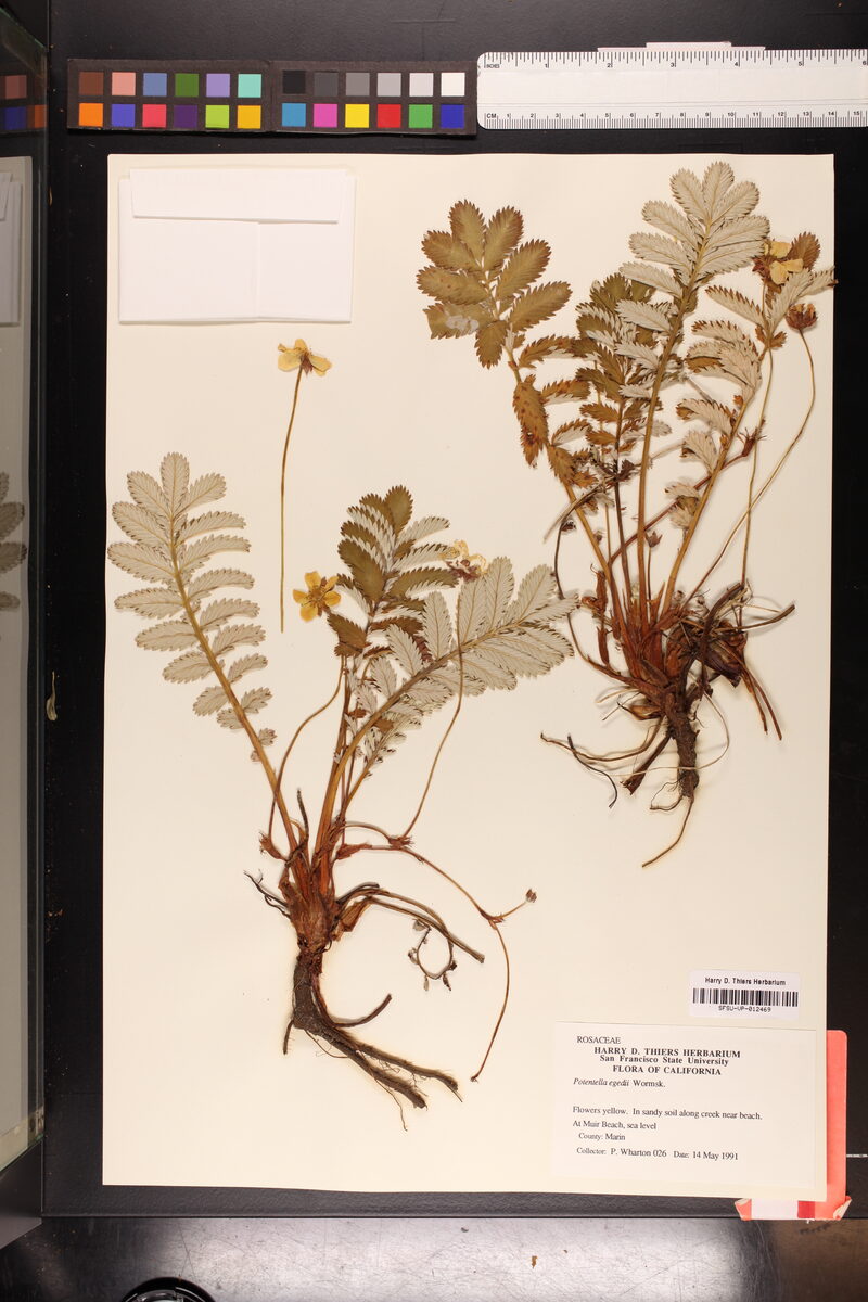 Potentilla egedei