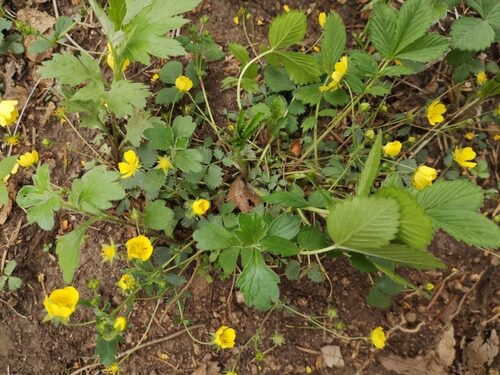 Potentilla fragarioides — photo