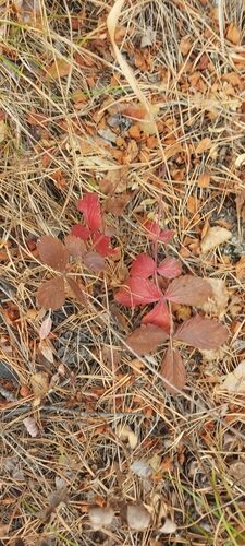 Potentilla fragarioides — photo