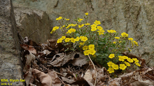 Potentilla fragarioides