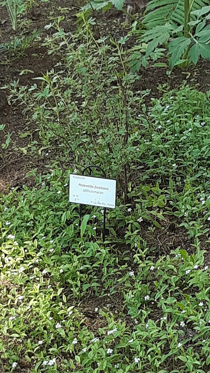 Potentilla fruticosa (Shrubby Cinquefoil) — photo