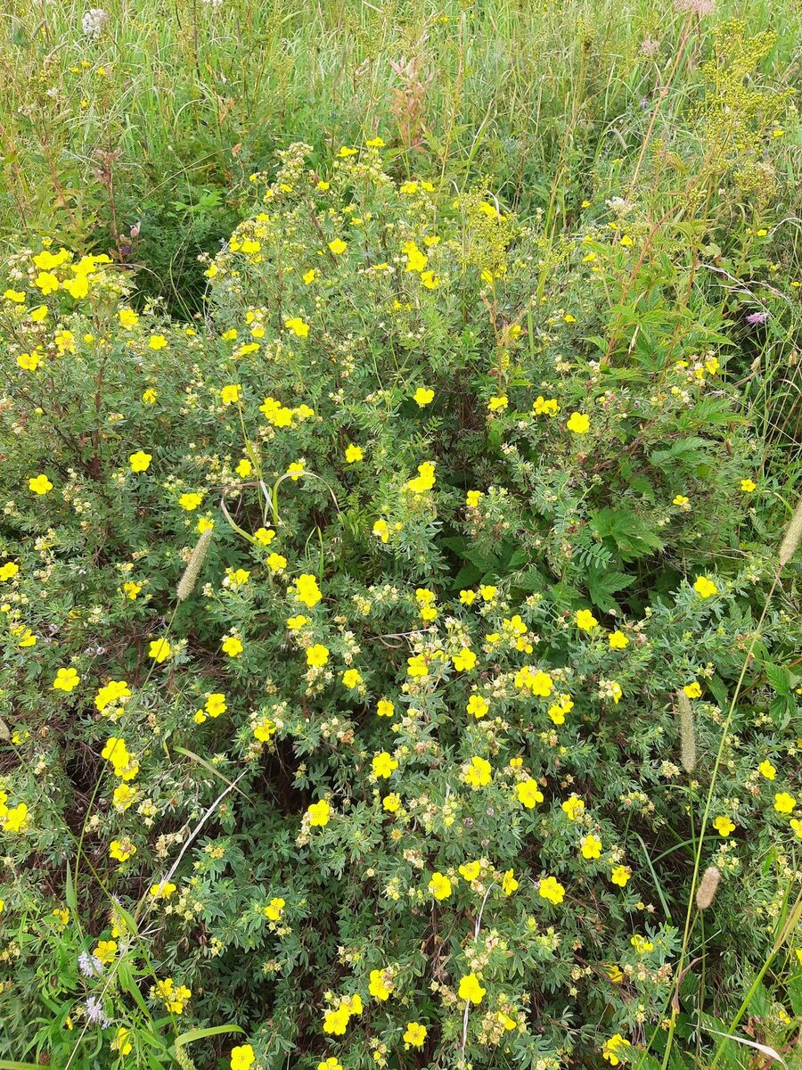Potentilla fruticosa (Shrubby Cinquefoil) — photo