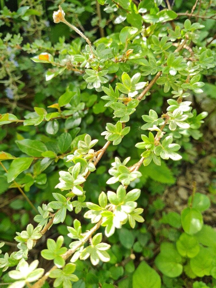 Potentilla fruticosa