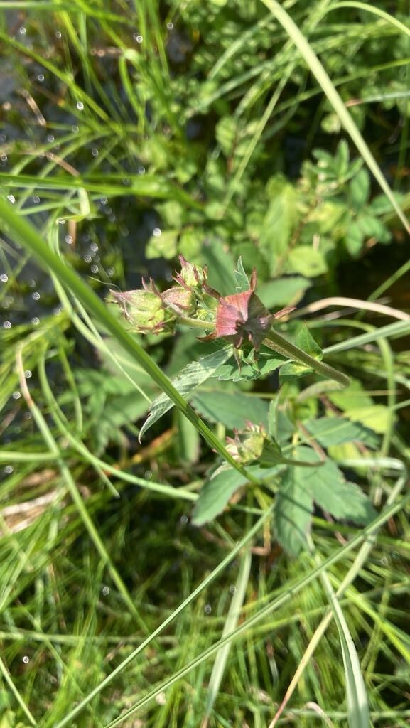 Potentilla palustris - (L.)Scop. (Marsh Cinquefoil) — photo