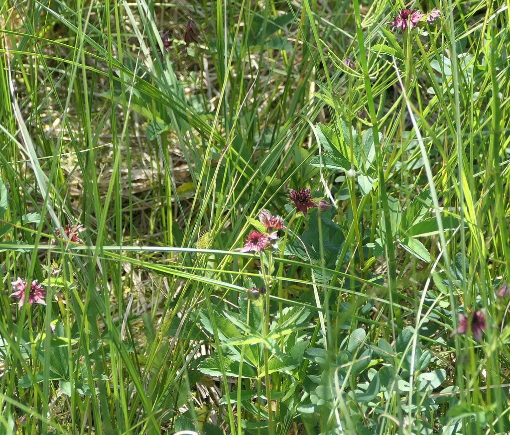 Potentilla palustris - (L.)Scop. (Marsh Cinquefoil) — photo