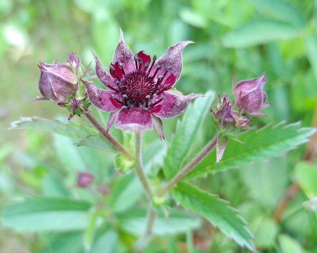Potentilla palustris - (L.)Scop.