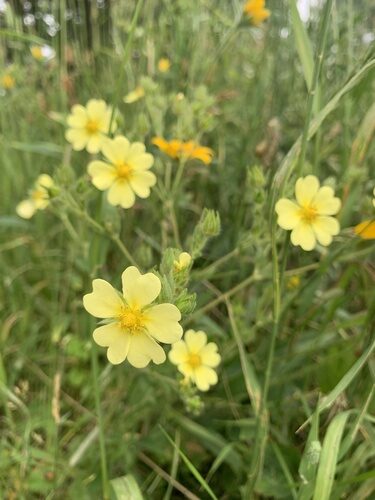 Potentilla recta (Rough-Fruited Cinquefoil) — photo