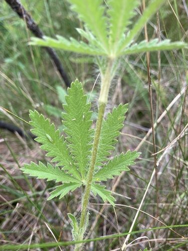 Potentilla recta (Rough-Fruited Cinquefoil) — photo