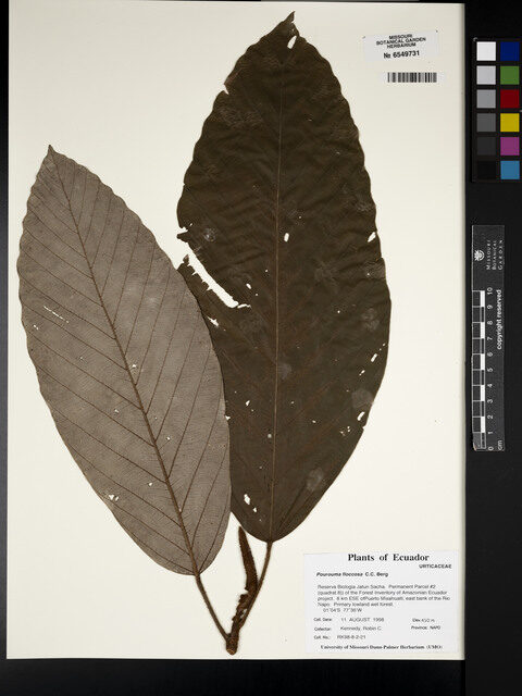 Pourouma floccosa (Floccose pourouma) — photo