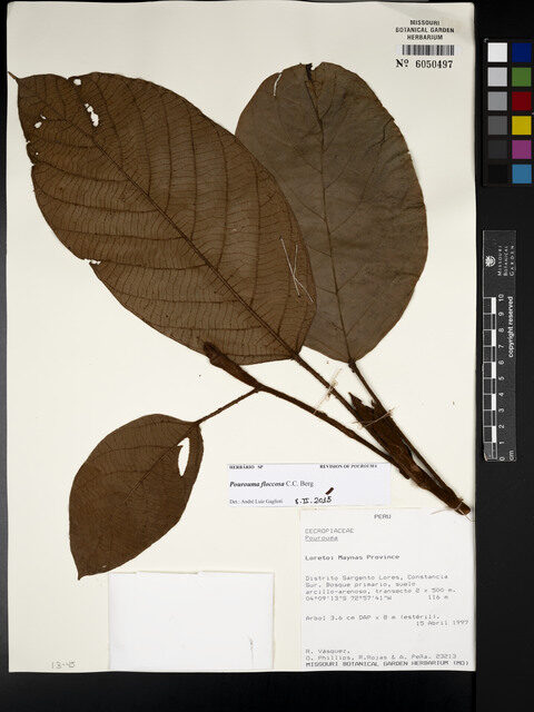 Pourouma floccosa (Floccose pourouma) — photo