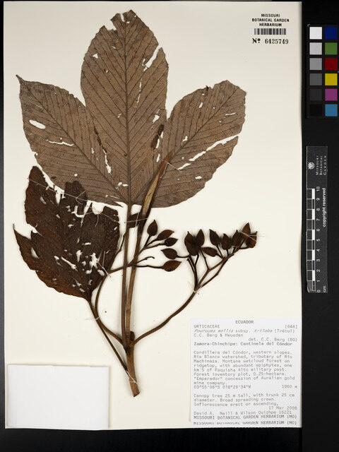 Pourouma mollis subsp. triloba (Threelobed soft pourouma) — photo