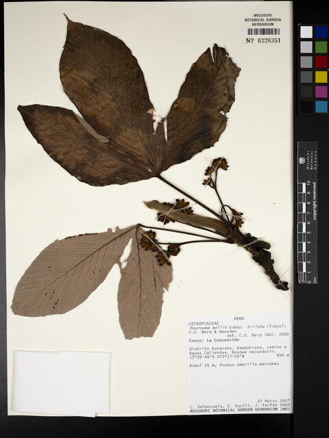 Pourouma mollis subsp. triloba (Threelobed soft pourouma) — photo