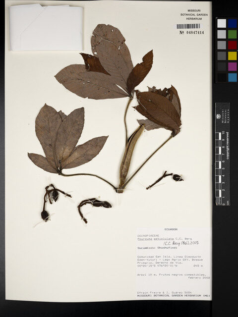 Pourouma petiolulata (Petiolulate pourouma) — photo