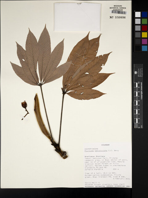 Pourouma petiolulata (Petiolulate pourouma) — photo