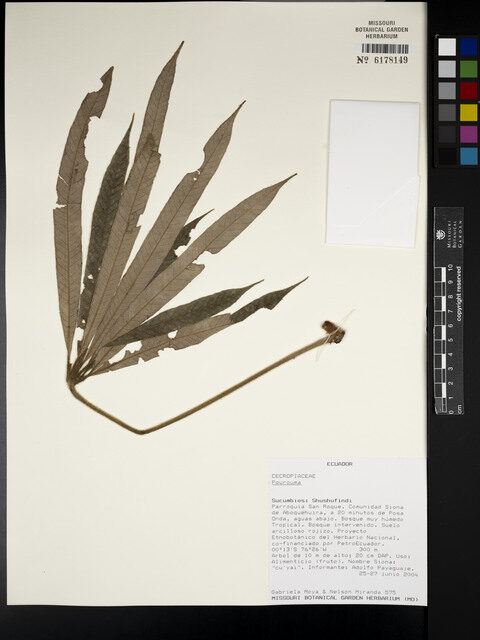 Pourouma petiolulata
