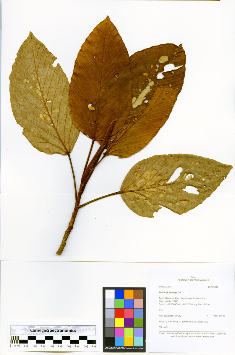 Pourouma velutina