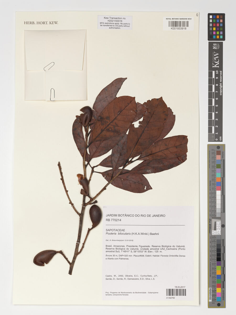 Pouteria bilocularis (Bilocular pouteria) — photo