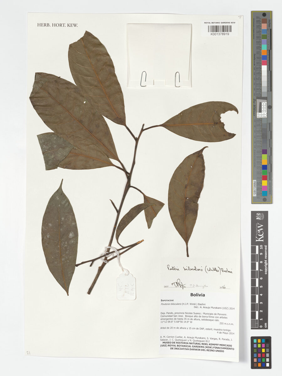 Pouteria bilocularis (Bilocular pouteria) — photo