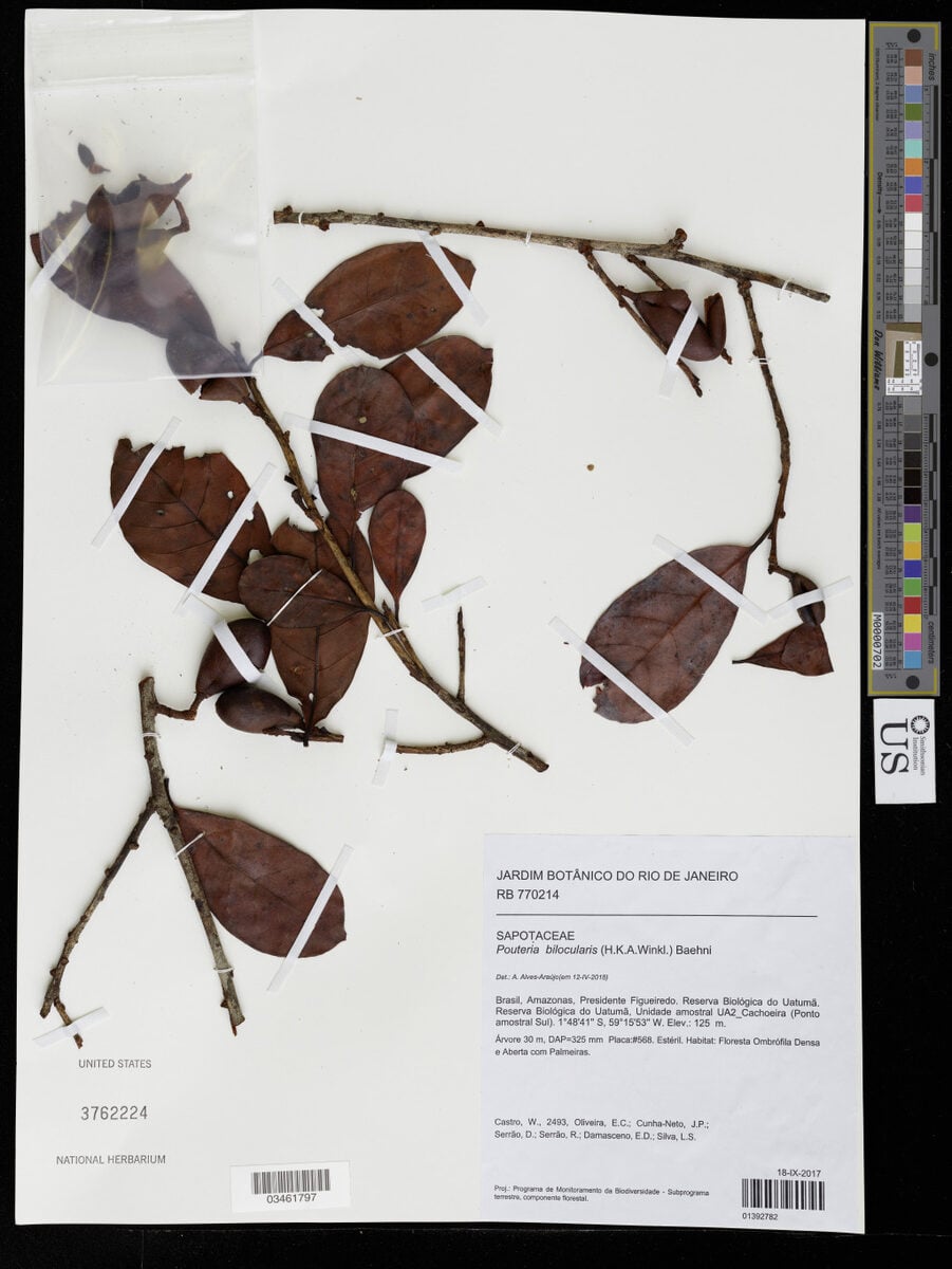 Pouteria bilocularis