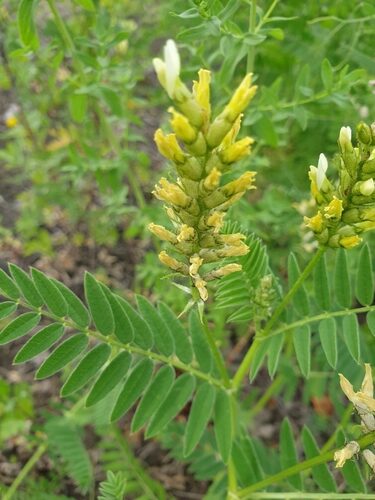 Pouteria brevipetiolata