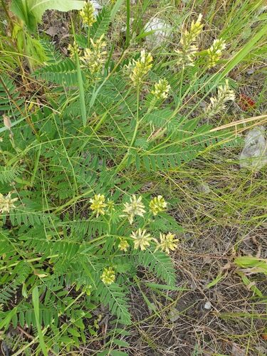 Pouteria brevipetiolata (Chiche) — photo