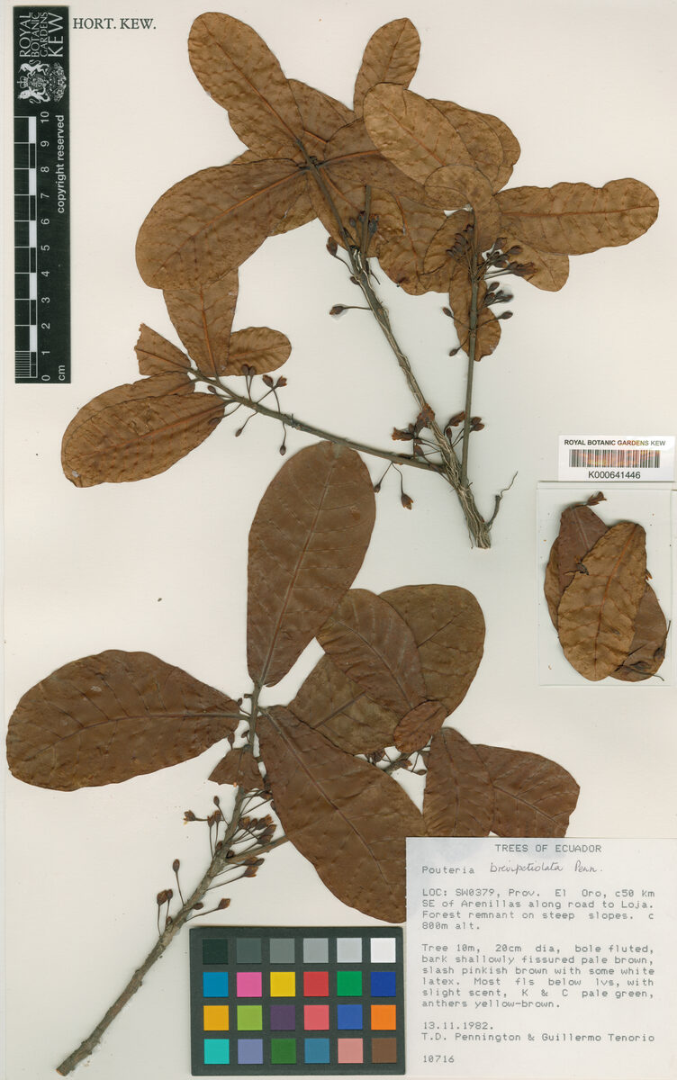 Pouteria brevipetiolata (Chiche) — photo