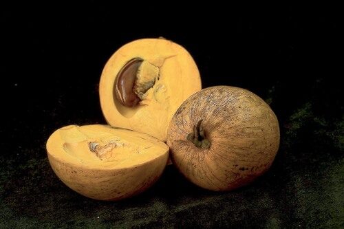 Pouteria caimito (Abiu) — photo
