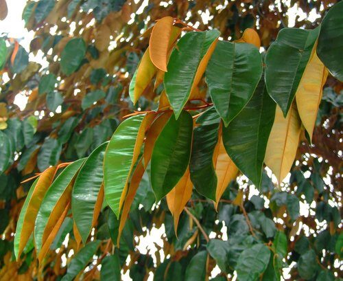 Pouteria collina