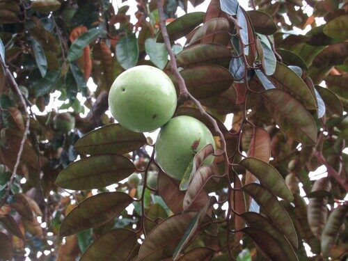 Pouteria collina (Caimitillo) — photo